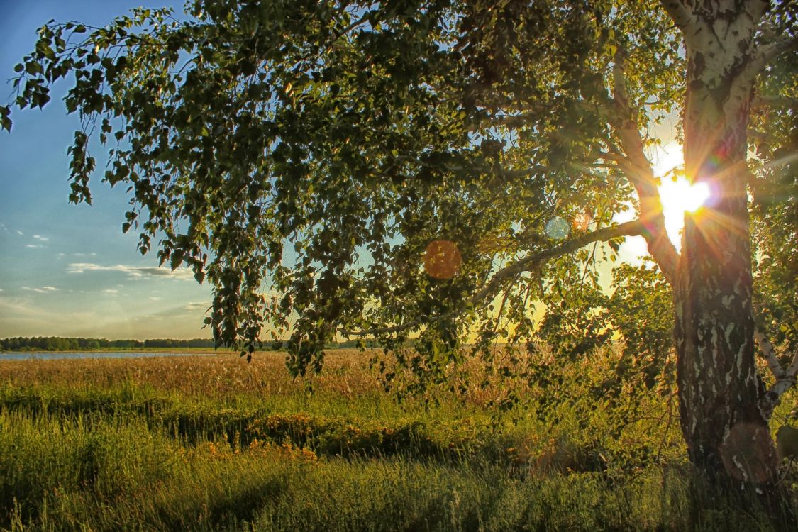 Árbol Verde y Marrón en el Campo de Hierba Verde Durante el Día. Wallpaper in 1920x1280 Resolution