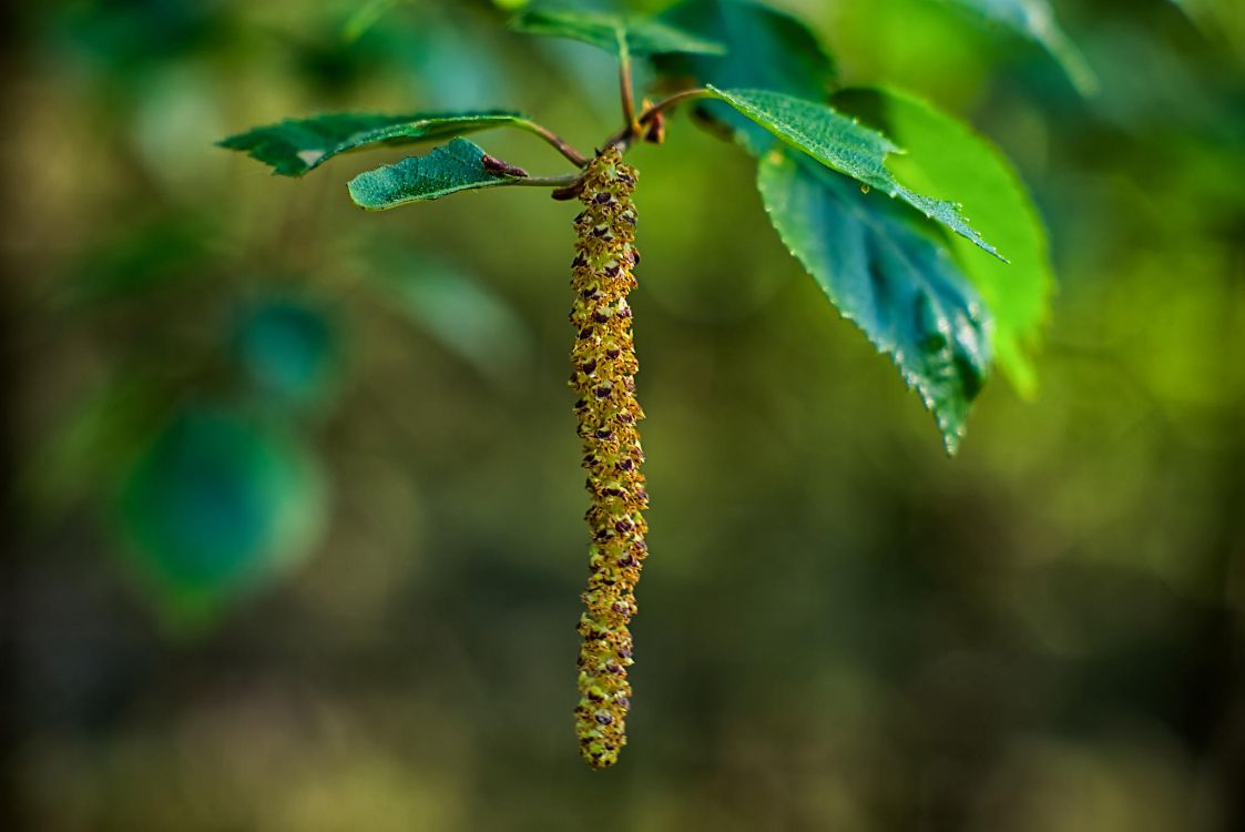 Brauner Pflanzenstamm in Tilt-Shift-Linse. Wallpaper in 2048x1367 Resolution