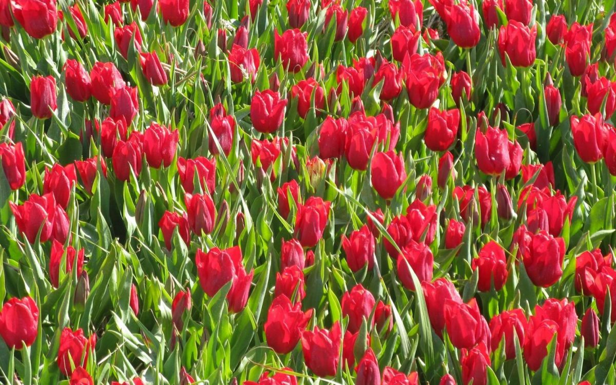 Tagsüber Rotes Tulpenfeld. Wallpaper in 1920x1200 Resolution