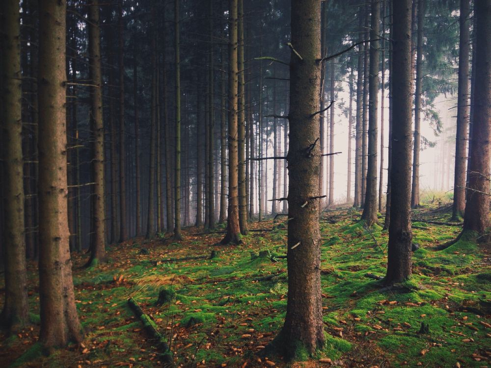 Braune Bäume im Wald Tagsüber. Wallpaper in 3264x2448 Resolution