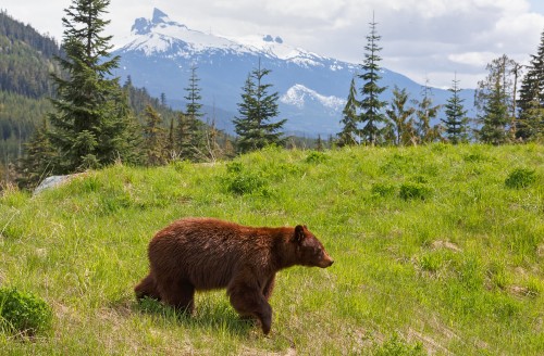 Image brown bear on green grass field during daytime