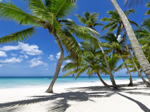 Image green palm tree on white sand beach during daytime