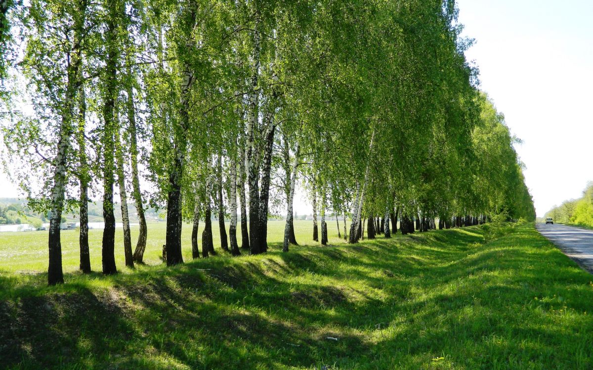 green grass field with trees