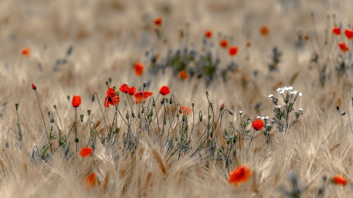 Image red and white flowers on brown grass field