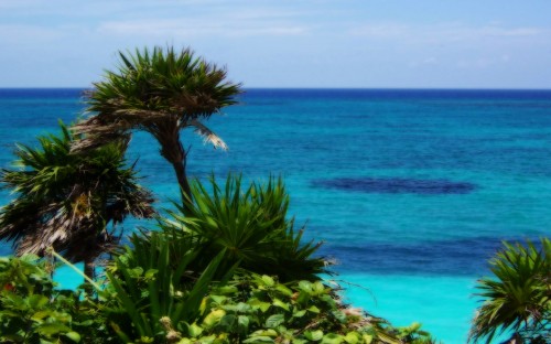 Image green trees near blue sea during daytime