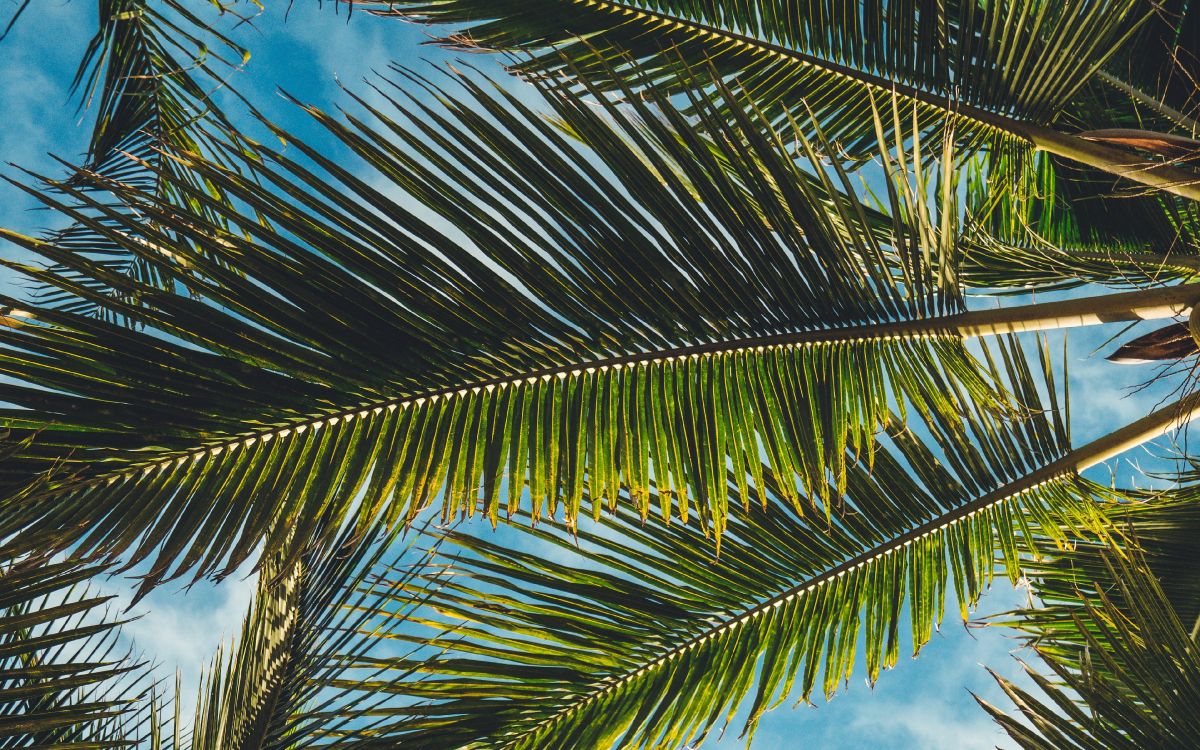 Palmera Verde Bajo un Cielo Azul y Nubes Blancas Durante el Día. Wallpaper in 3840x2400 Resolution