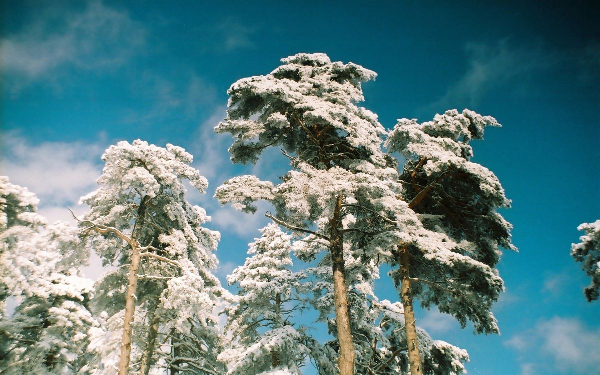 white leaf tree under blue sky during daytime