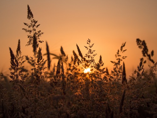 Image brown grass field during sunset