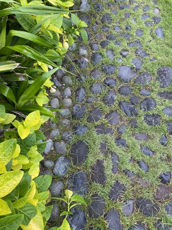 Azul Majorelle, Biología, Ciencia, Planta, Azul. Wallpaper in 1536x2048 Resolution