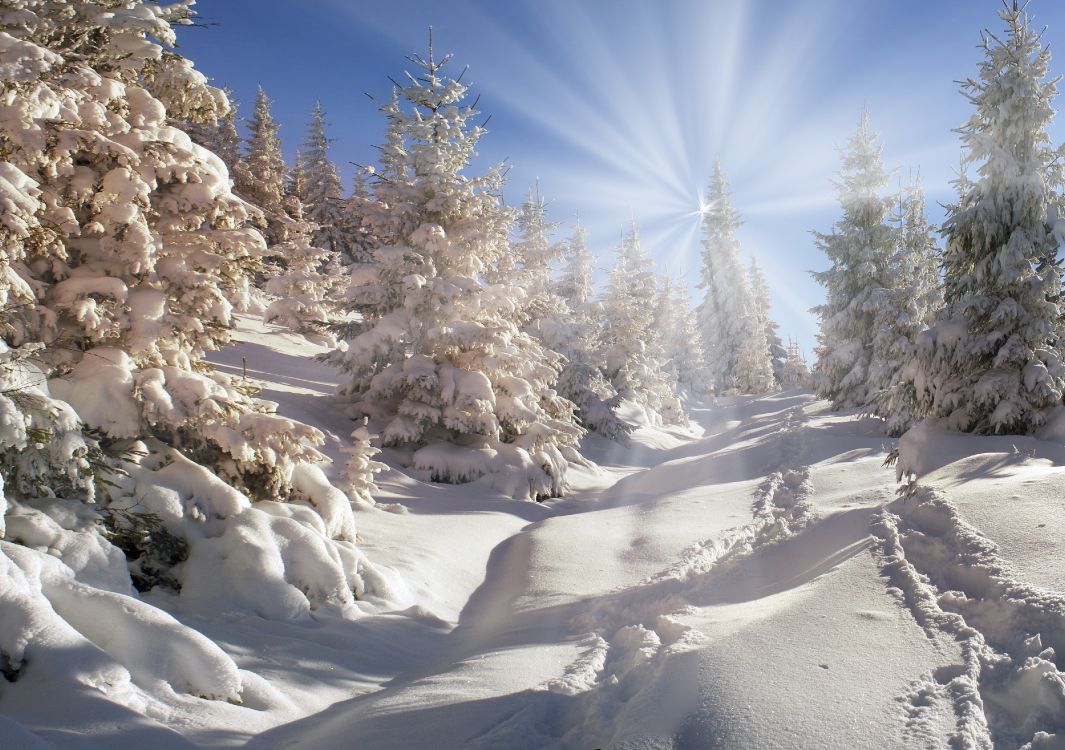 Árboles Cubiertos de Nieve Bajo un Cielo Azul Durante el Día. Wallpaper in 4000x2816 Resolution