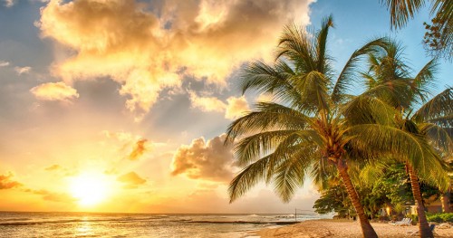 Image palm tree near body of water during sunset