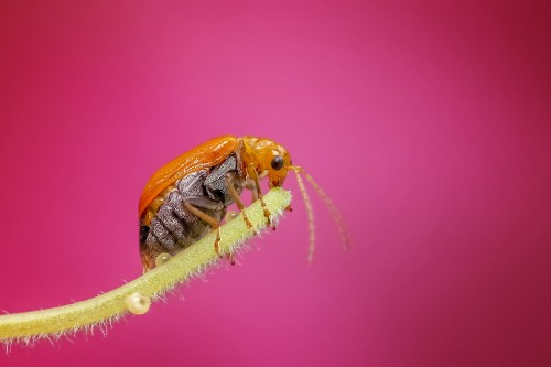 Image brown and black bug on pink surface