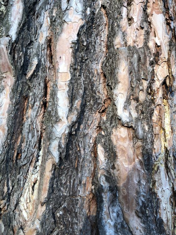 Biologie, Sciences. Wallpaper in 1536x2048 Resolution