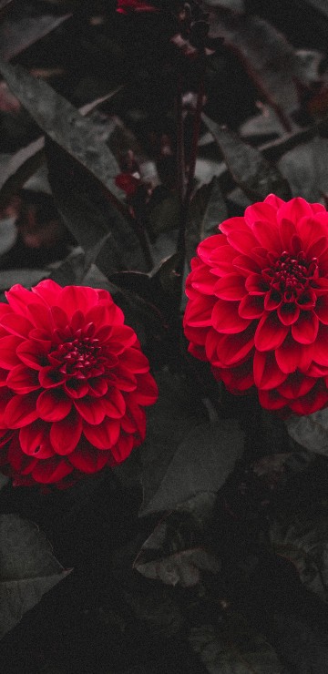 Image red flower on black soil