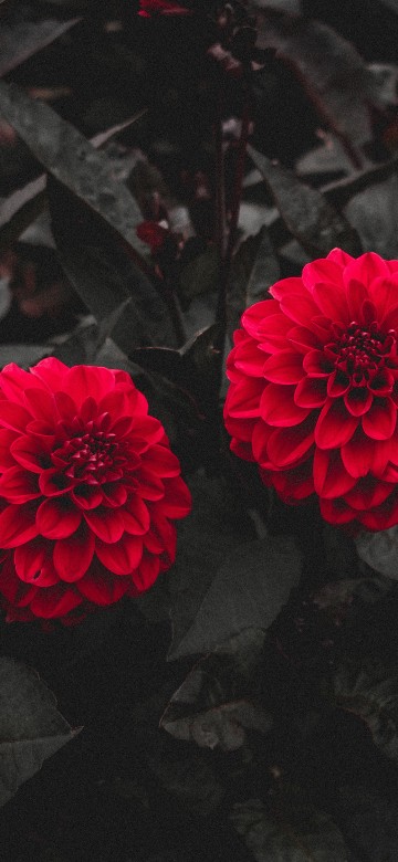 Image red flower on black soil