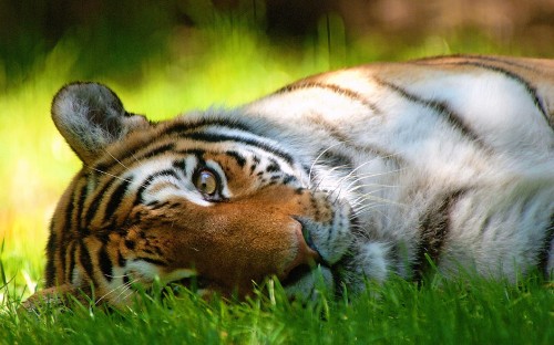 Image brown and black tiger lying on green grass during daytime