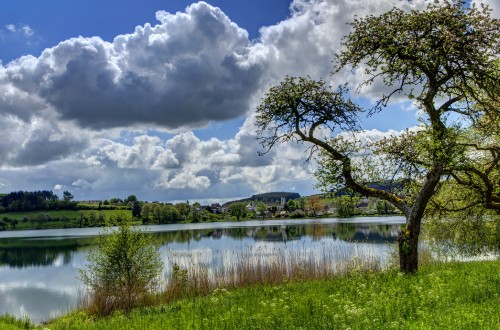 Image green trees beside lake under white clouds and blue sky during daytime