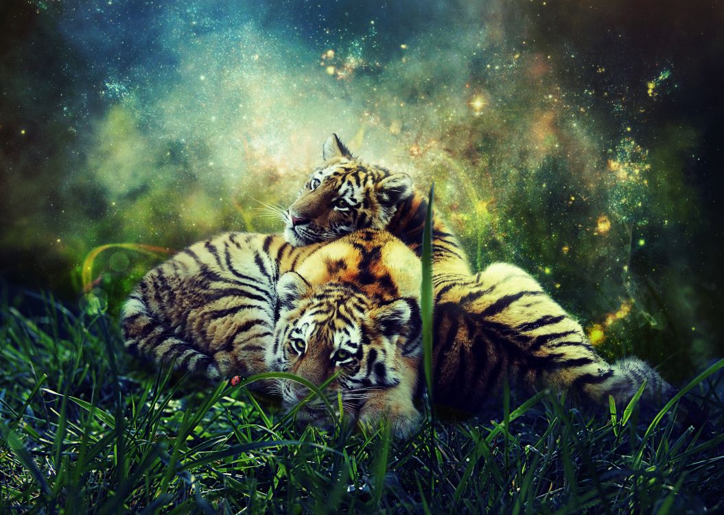 Tigre, Tigre du Bengale, Felidae, Tigre de Sibérie, Des Gros Chats. Wallpaper in 2985x2121 Resolution