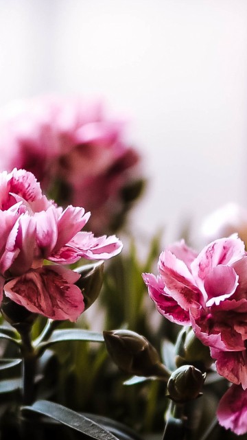 Image flora, flower, floral design, plant, petal