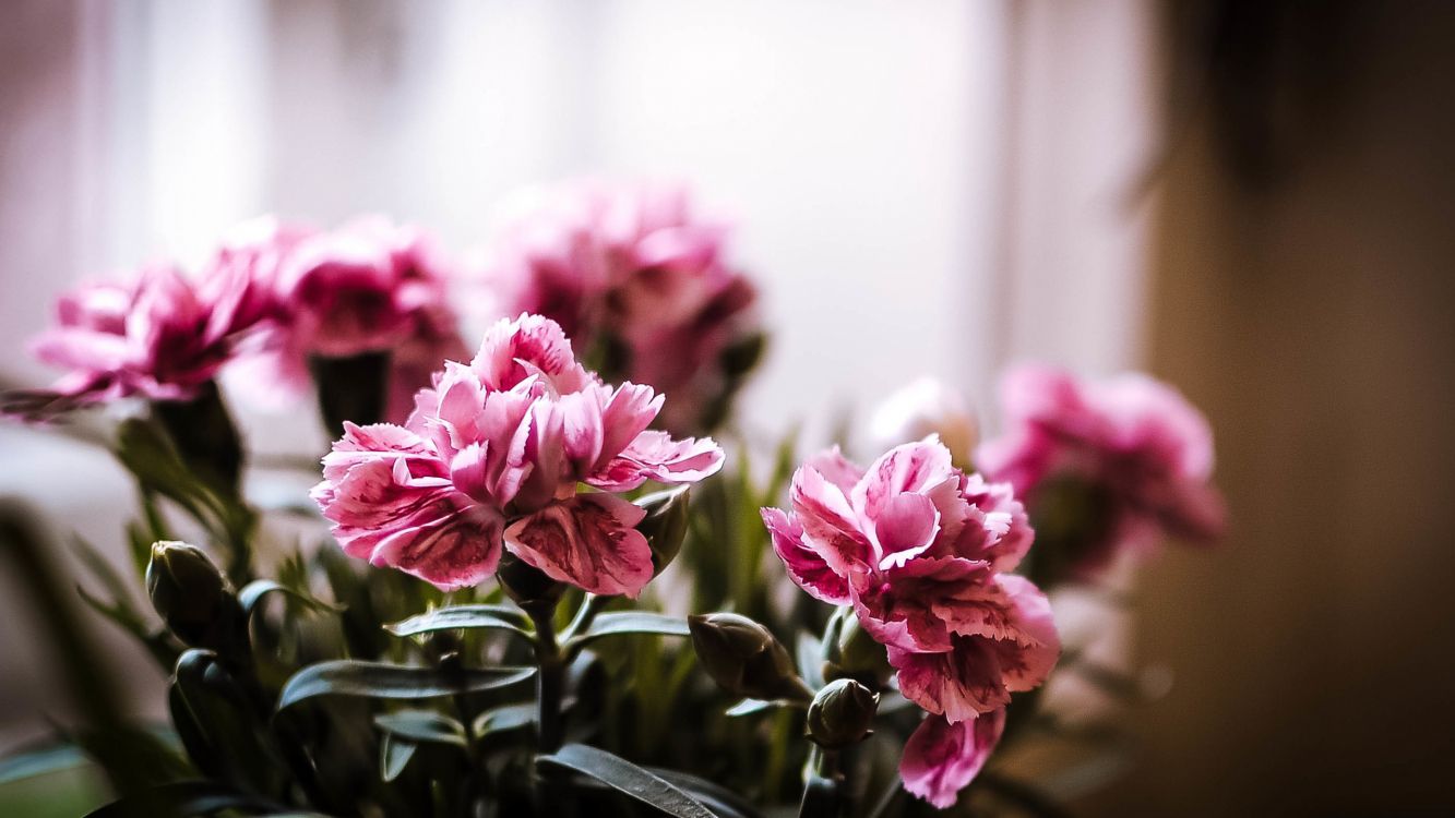 Flore, Design Floral, Pétale, Purple, Pink. Wallpaper in 2560x1440 Resolution