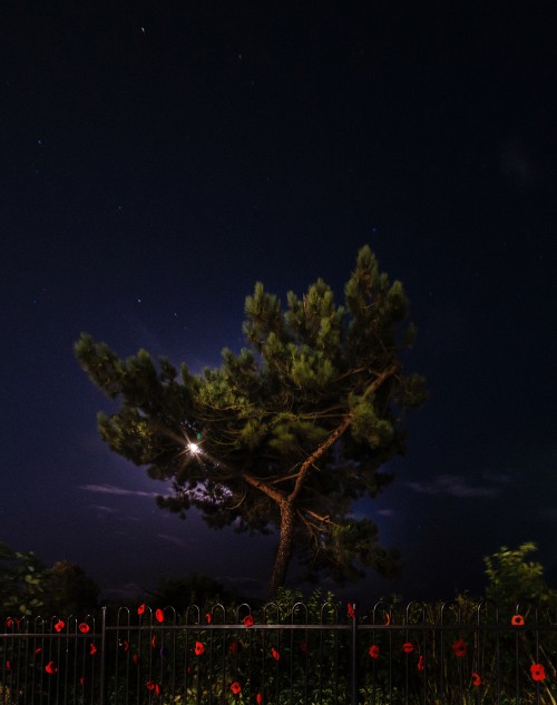 Image night, nature, tree, lighting, atmosphere