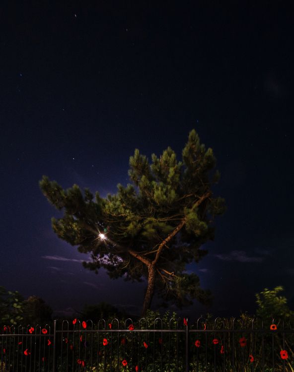 night, nature, tree, lighting, atmosphere