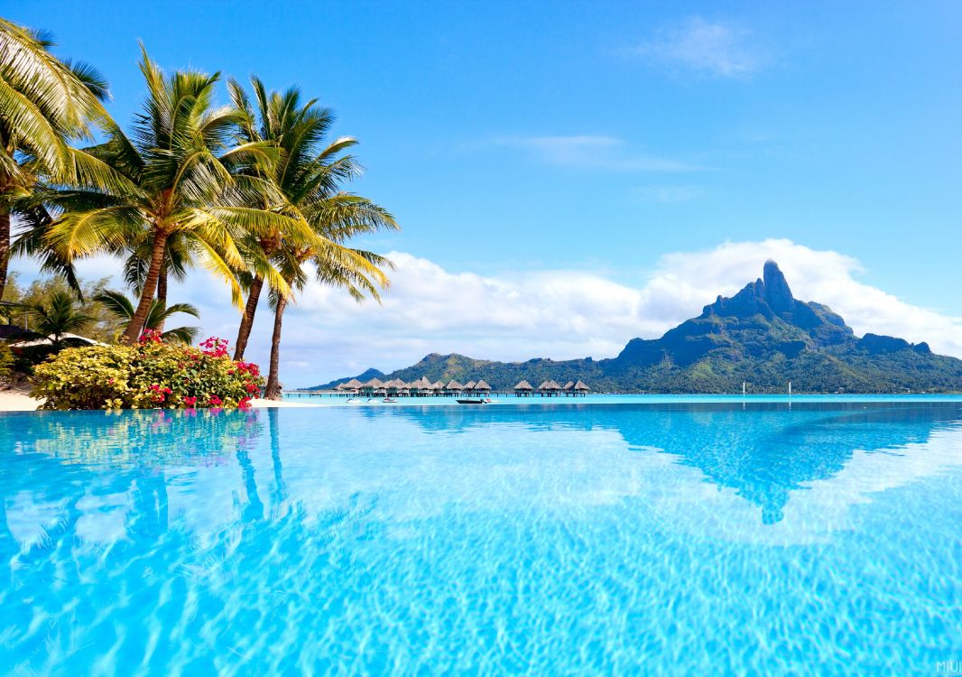 green palm tree near body of water during daytime