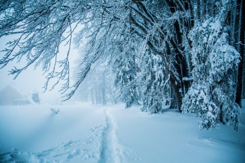 Image snow covered trees during daytime