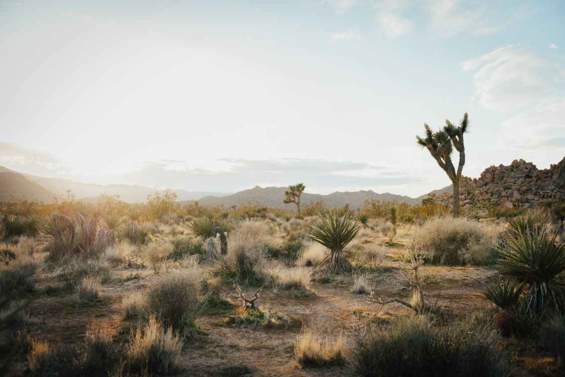 Joshua Tree National Park, Joshua Tree, Cloud, Pflanzen-Gemeinschaft, Naturlandschaft. Wallpaper in 8256x5504 Resolution