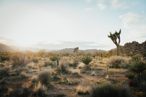 Image joshua tree national park, joshua tree, landscape, plant, cloud