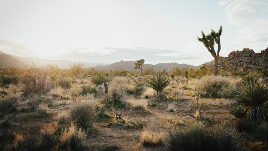 Image joshua tree national park, joshua tree, landscape, plant, cloud