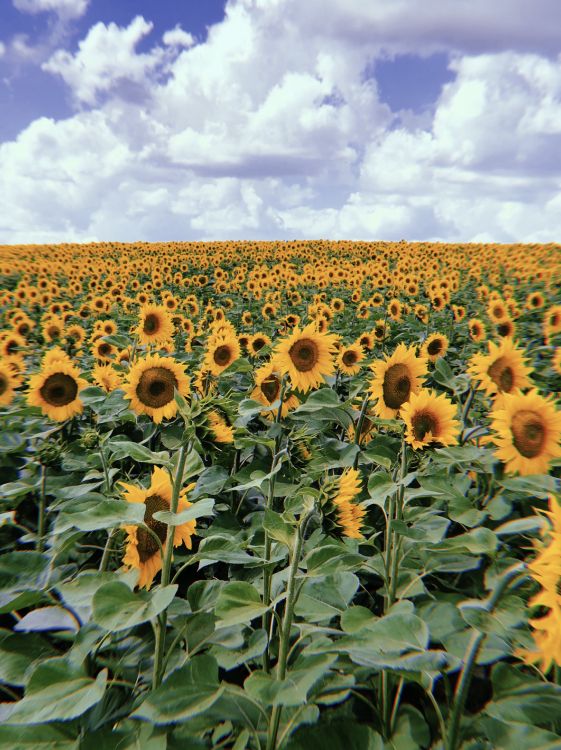 sunflower, flowering plant, daisy family, sunflower seed, crop