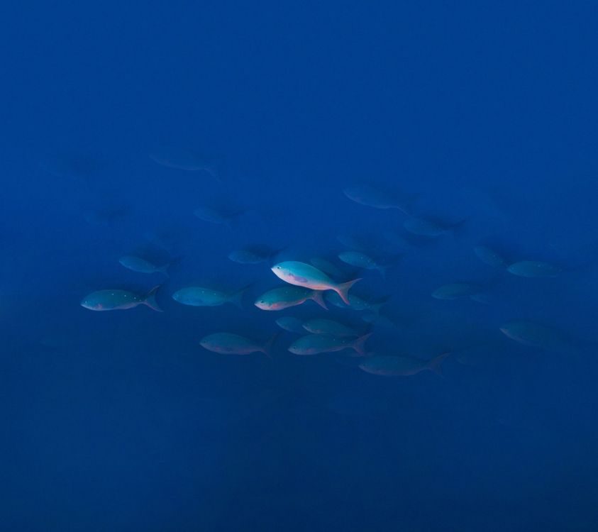 UMIDIGI Z Pro, UMiDIGI, Wasser, Smartphone, Gewässer. Wallpaper in 2160x1920 Resolution