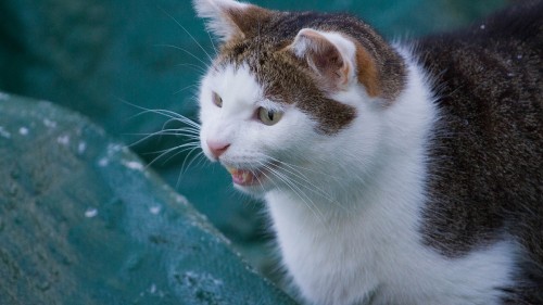 Image white and black cat on green concrete wall