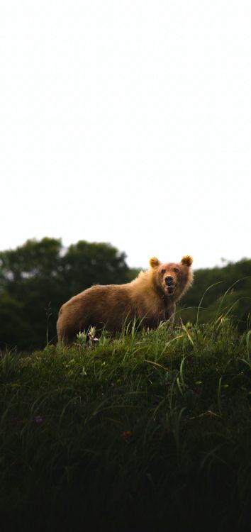 Race de Chien, Carnivores, Paysage Naturel, Faon, Pour Les Animaux Terrestres. Wallpaper in 1514x3200 Resolution