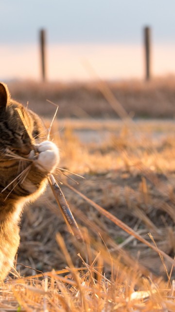 Image brown tabby cat on brown grass field during daytime