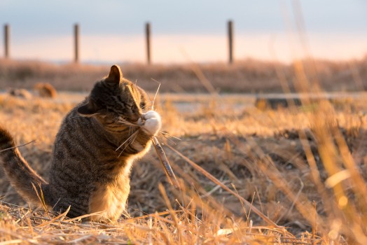 Wallpaper Brown Tabby Cat on Brown Grass Field During Daytime, WQHD ...