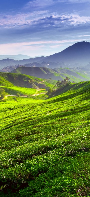 Image green grass field under blue sky during daytime