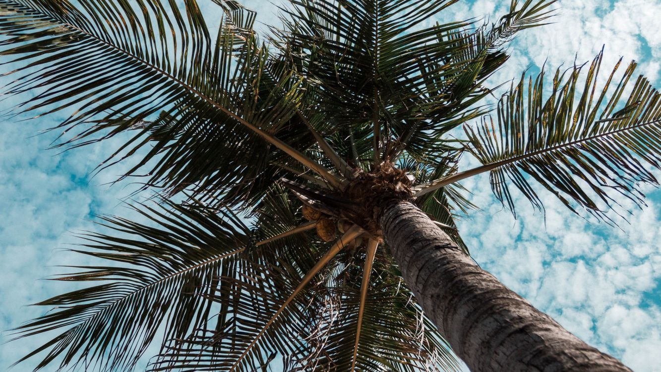 Tagsüber Grüne Palme Unter Blauem Himmel. Wallpaper in 2560x1440 Resolution