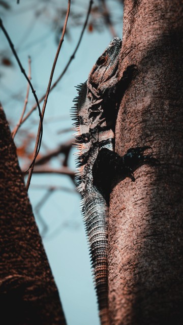 Image gray and brown iguana on brown tree branch during daytime