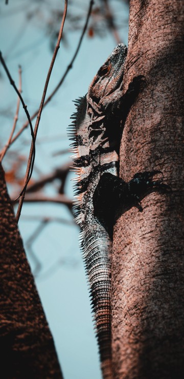 Image gray and brown iguana on brown tree branch during daytime