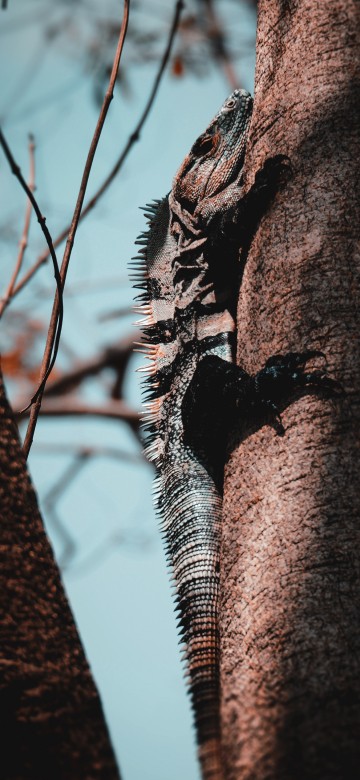 Image gray and brown iguana on brown tree branch during daytime