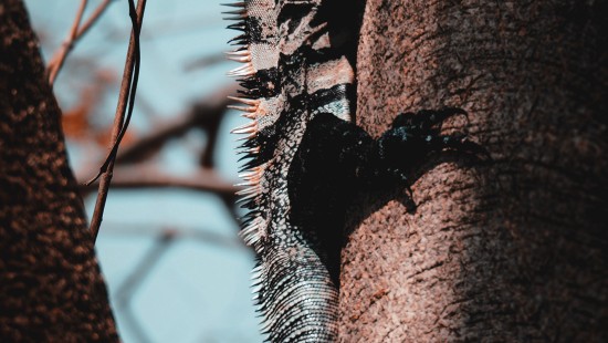 Image gray and brown iguana on brown tree branch during daytime