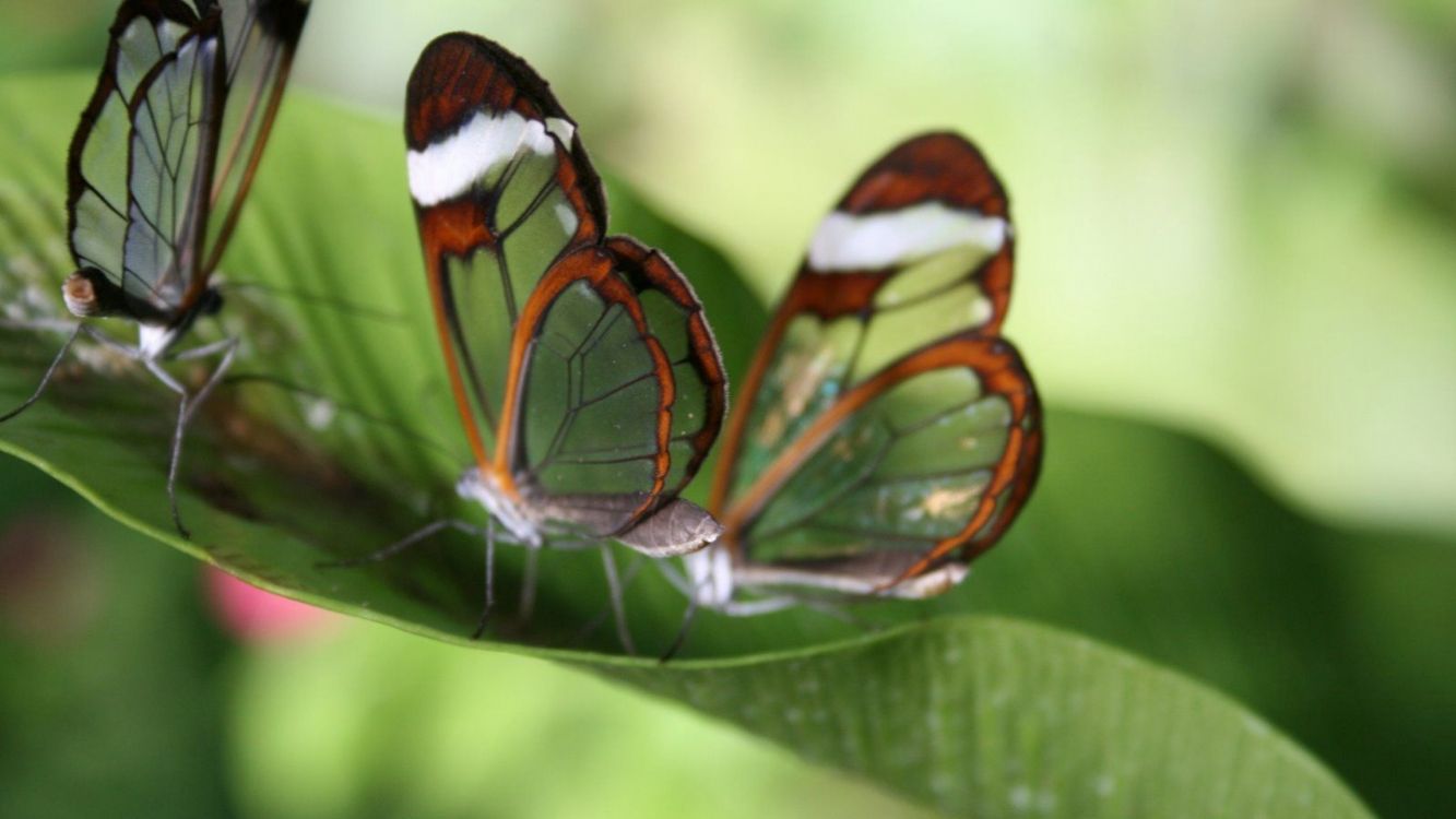 brown white and black butterfly perched on green leaf in close up photography during daytime