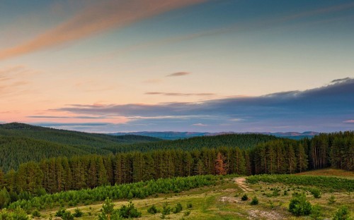 Image green pine trees under blue sky during daytime