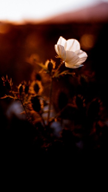 Image Film poster, poster, night, flower, cloud