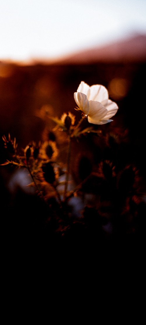 Image Film poster, poster, night, flower, cloud