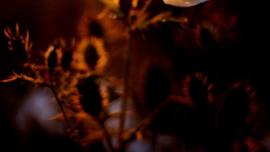 Image Film poster, poster, night, flower, cloud