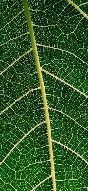 Feuille, Télécommunication, Internet, Telecom Egypte, Fournisseur de Services Internet. Wallpaper in 1080x2340 Resolution