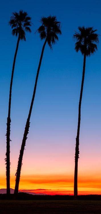 Afterglow, la Journée, Paysage Naturel, Végétation. Wallpaper in 1420x3000 Resolution